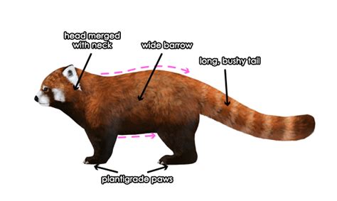 Red Panda Drawing at GetDrawings | Free download