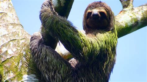 Best Place To See A Sloth In Costa Rica Playa Nicuesa