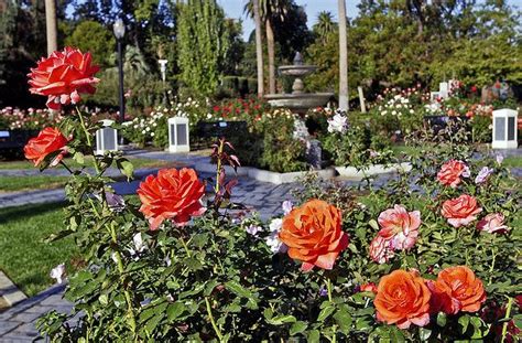 California State Capitol Park Rose Garden Downtown Sacramento