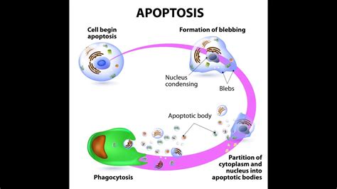 Evasion Of Apoptosis In Cancer Bcl 2 And Myc Genes And Bcl 2 Pathway