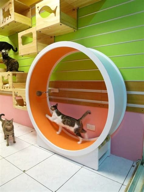 Waterwheel shape corrugated paper cat exercise wheel interactive cat toy. 【動画】 ハムスターがグルグル回るヤツの猫バージョン | Cat climbing wall, Cat ...