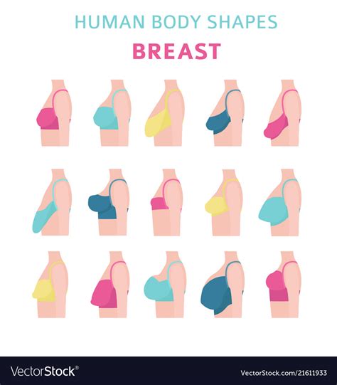 Human Body Shapes Woman Breast Form Set Bra Types Vector Image
