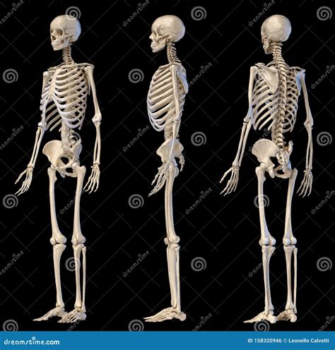 Human Male Skeleton Full Figure Three Views Stock Illustration