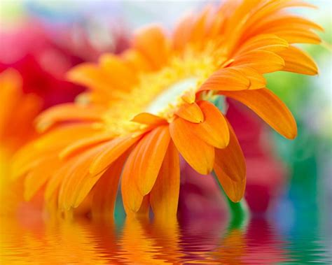 Gerbera Daisy Orange Gerbera Flowers Petals Reflection Hd