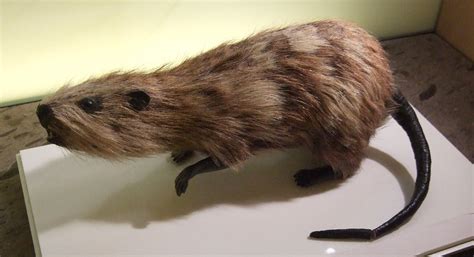 More images for what does giant rats tail grass look like » Canariomys - Wikipedia