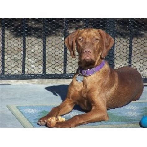 Vizslas in san antonio and the delilah is our 1st dame. Dallas Vizslas, Vizsla Stud in Lancaster, Texas