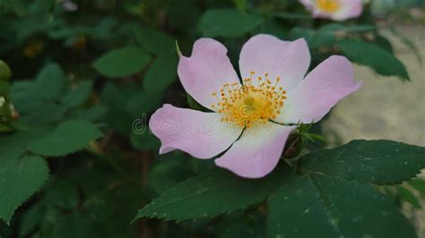 Wild Roses Or Brier Flowers In Full Bloom Ready For Pollination Stock