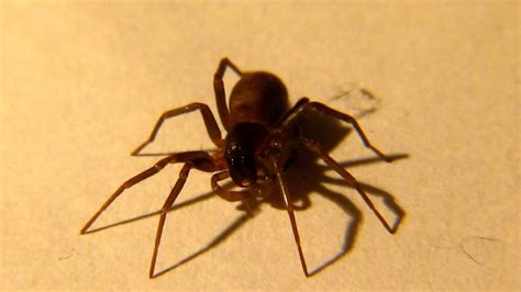 Sem dúvida ela é uma das espécies de aranha mais conhecida: Aranha marrom - Tudo sobre esse perigoso aracnídeo - GPA ...