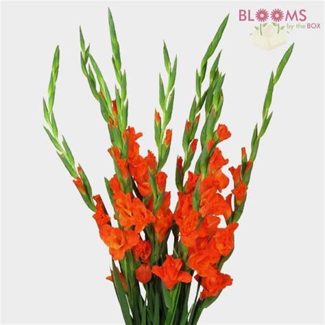 Flowers sold by the bunch. Gladiolus Fancy Orange Flowers - Wholesale - Blooms By The Box