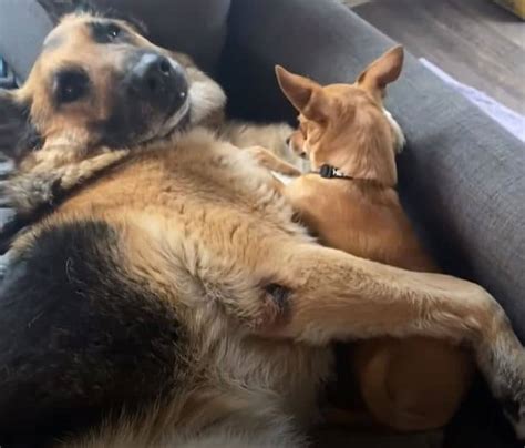 Overweight German Shepherd Loses 50 Pounds With The Help Of His Rescuer