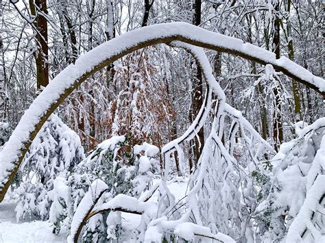 How To Manage Snow Damaged Trees Ask Extension
