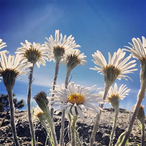 Check spelling or type a new query. Pin on Snowy Mountains NSW