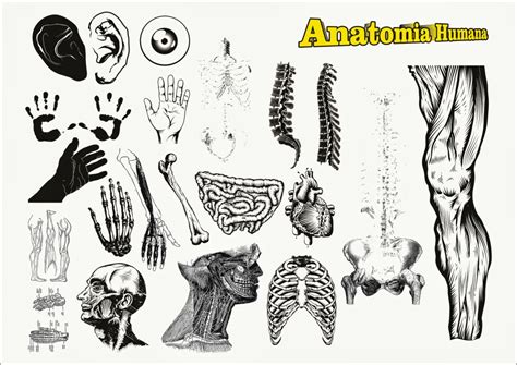Vetores Anatomia Do Corpo Humano Vetores Download