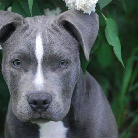 Are Blue Nose Pitbulls Good Dogs