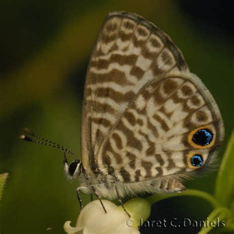 Miami Blue Butterfly Facts Pic 4 Biological Science Picture Directory
