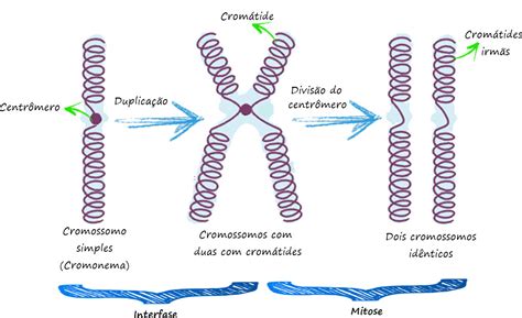 Comente A Frase Cromossomos E Cromatina São Dois Estados Morfológicos