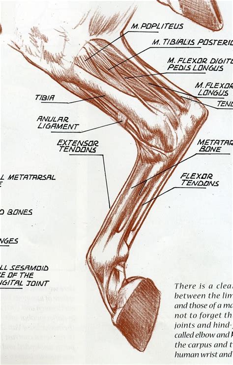 Pin By Annette Martini On Horse Anatomy Horse Anatomy Equine