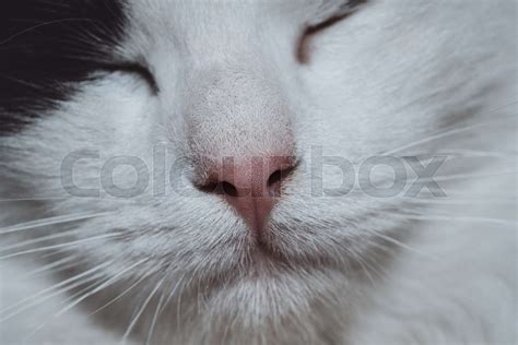 Cute Cat Portrait Stock Image Colourbox