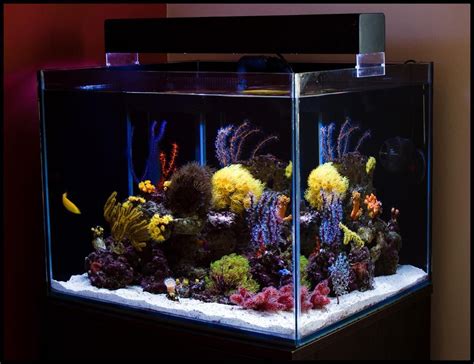Diy Fish Tank Decorations Themes Aquascaping Fresh Water Decor Ideas