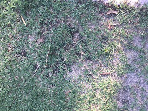 You can gauge the maturity of a single bermuda grass plant by. Bermuda in shade - The Lawn Forum