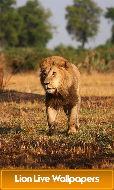 Here all app is best so you can choose any of them. Lion Live Wallpapers Best Android App - Free APK by Best ...