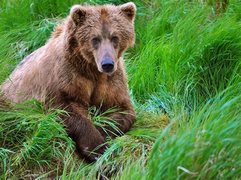 Alaskan Brown Bear Pictures National Geographic Brown Bear Bear
