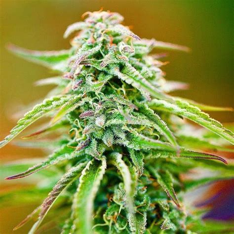 Lessons learnt from the chernobyl disaster in 1986. Chernobyl Strain Review - Everything You Need to Know ...