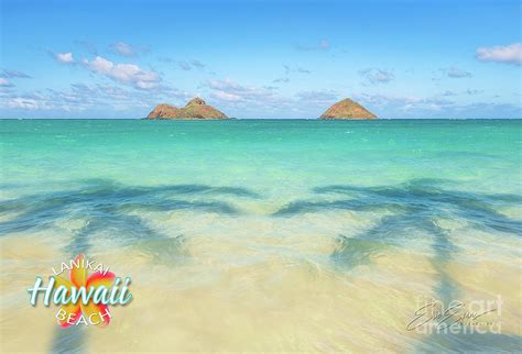 Lanikai Beach Palm Tree Shadows Wide Post Card Photograph By Aloha Art