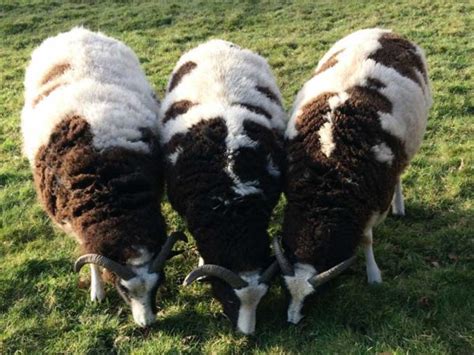 Norfolk Horn Sheep Edfords Care Farm Edfords Care Farm