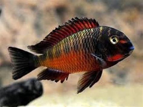 Tropheus Moorii Chimba Red Cichlids Cichlid Fish Aquarium Fish