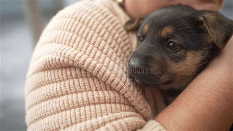 Human Hands Hold German Shepherd Puppy In Natural Environment German