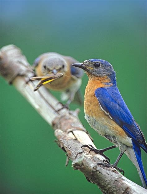 Somerset House Images Eastern Bluebirds Male And Female