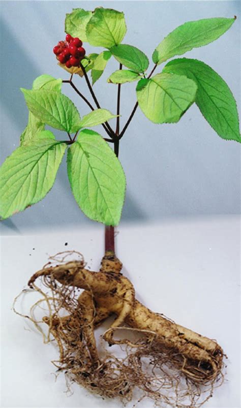 Health And Fitness Blog Korean Ginseng Extract