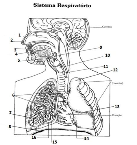 Desenhos de Pulmão Órgão Humano para Imprimir e Colorir