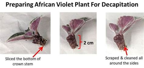 Three Pictures Showing The Stages Of An African Violet Plant For