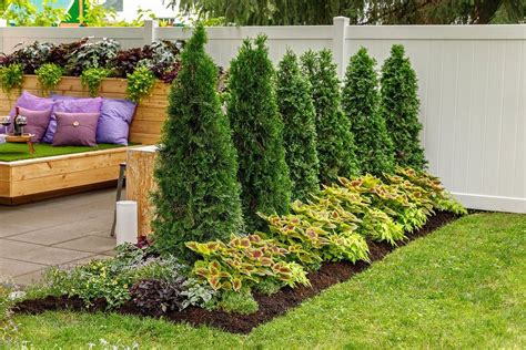 47 Cheap Privacy Landscaping Ideas Privacy Landscaping Backyard