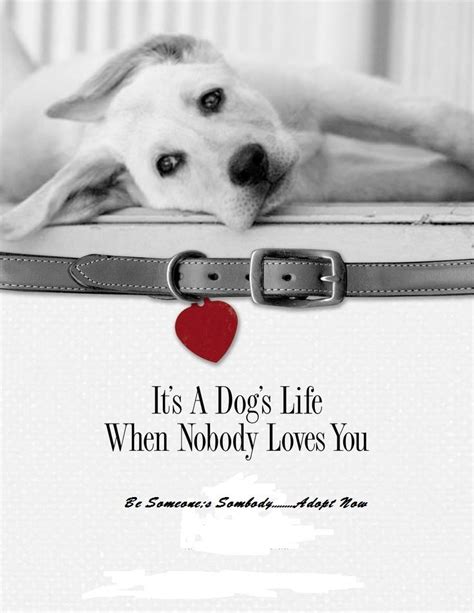 Pin By Tuesday Deon On Life Of A Pet Part 2 Humane Society Adopt