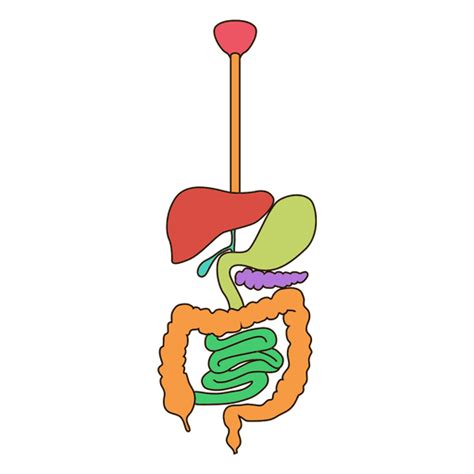 Ilustración De La Anatomía Del Sistema Digestivo Descargar Pngsvg