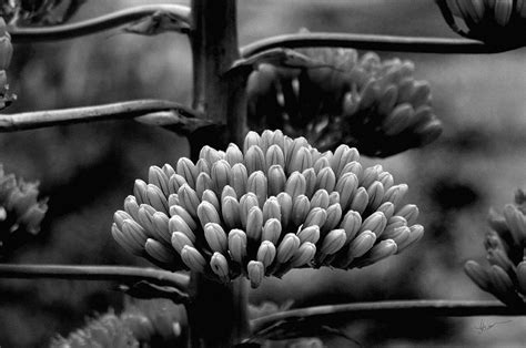 Agave Buds Photograph By Vicki Pelham Fine Art America