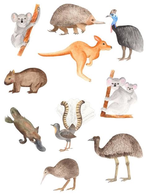 Australian Animals And Plants Watercolor Clipart