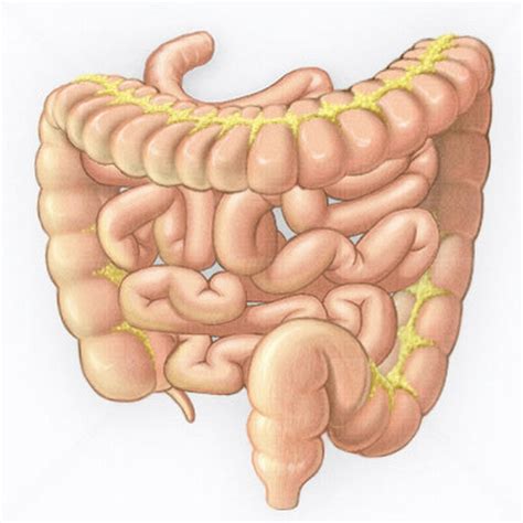 We did not find results for: El intestino delgado » El Efecto Mandela