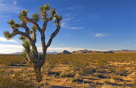 Joshua Tree Mojave Desert Photograph By James Steinberg