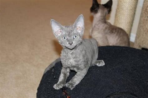 Devon Rex Kittens For Sale For Sale In Okotoks Alberta Nice Pets Online