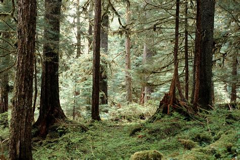 Keep Roadless Rule protections for old-growth forests | Audubon Alaska