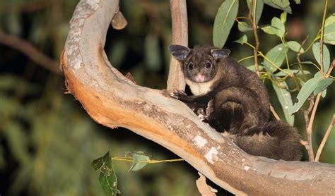 Yellow Bellied Glider Facts Profile Traits Call Baby Flying