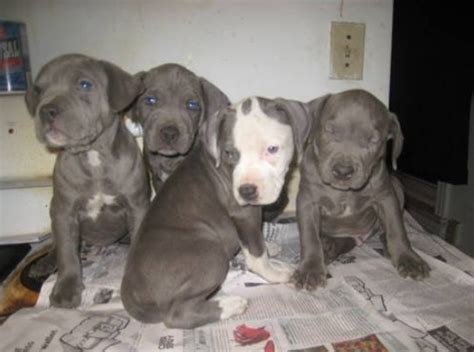 If you're well aware and informed about pitbulls. King Gotti Pitbull Puppies for Sale | Pitbull Puppies