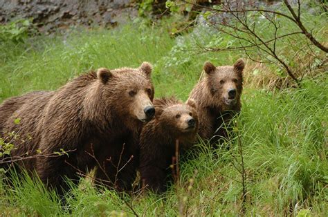 A Primer On Alaska Animals And Where To See Them Safely Anchorage