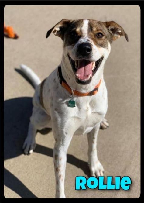 Do not let the small creatures remain outside! Dogs for Adoption Near Little Rock, AR | Petfinder | Dog ...