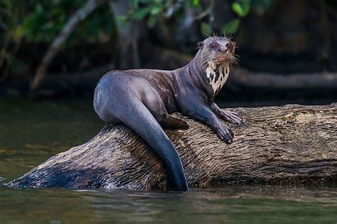 What Animals Live In The Amazon River Worldatlas