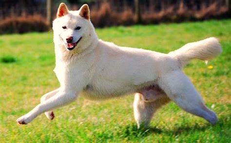 Korean Jindo Dog Breed Info Characteristics Traits